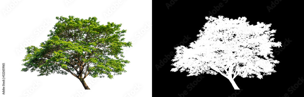 Tree on transparent picture background with clipping path, single tree with clipping path and alpha channel Tree on transparent picture background with clipping path, single tree with clipping path and alpha channel