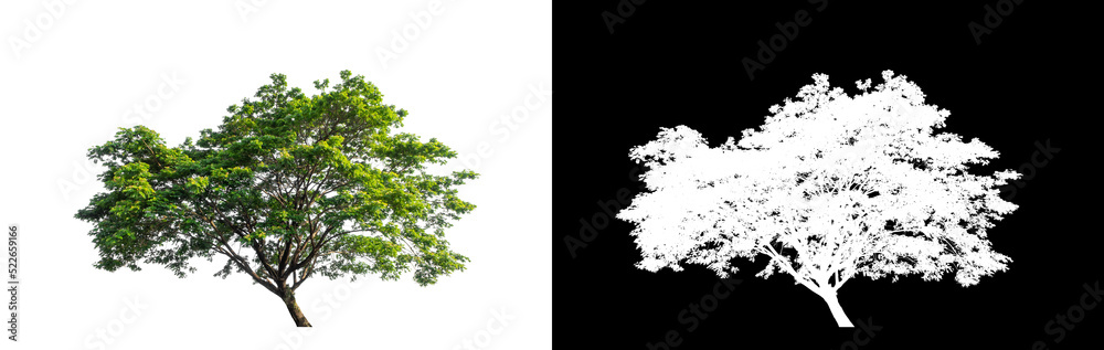 Tree on transparent picture background with clipping path, single tree with clipping path and alpha channel