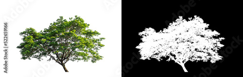 Tree on transparent picture background with clipping path  single tree with clipping path and alpha channel