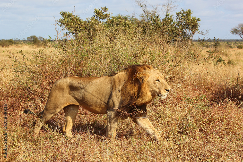 Afrikanischer Löwe / African lion / Panthera leo. Afrikanischer Löwe / African lion / Panthera leo.