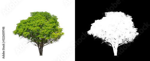 Tree on transparent picture background with clipping path, single tree with clipping path and alpha channel on black background