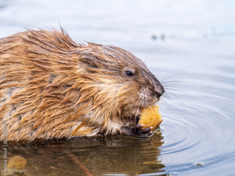 Wild animal Muskrat, Ondatra zibethicuseats, eats on the river bank Wild animal Muskrat, Ondatra zibethicuseats, eats on the river bank