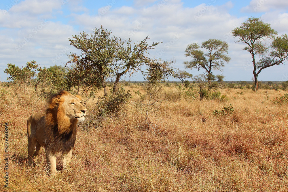 Afrikanischer Löwe / African lion / Panthera leo. Afrikanischer Löwe / African lion / Panthera leo.