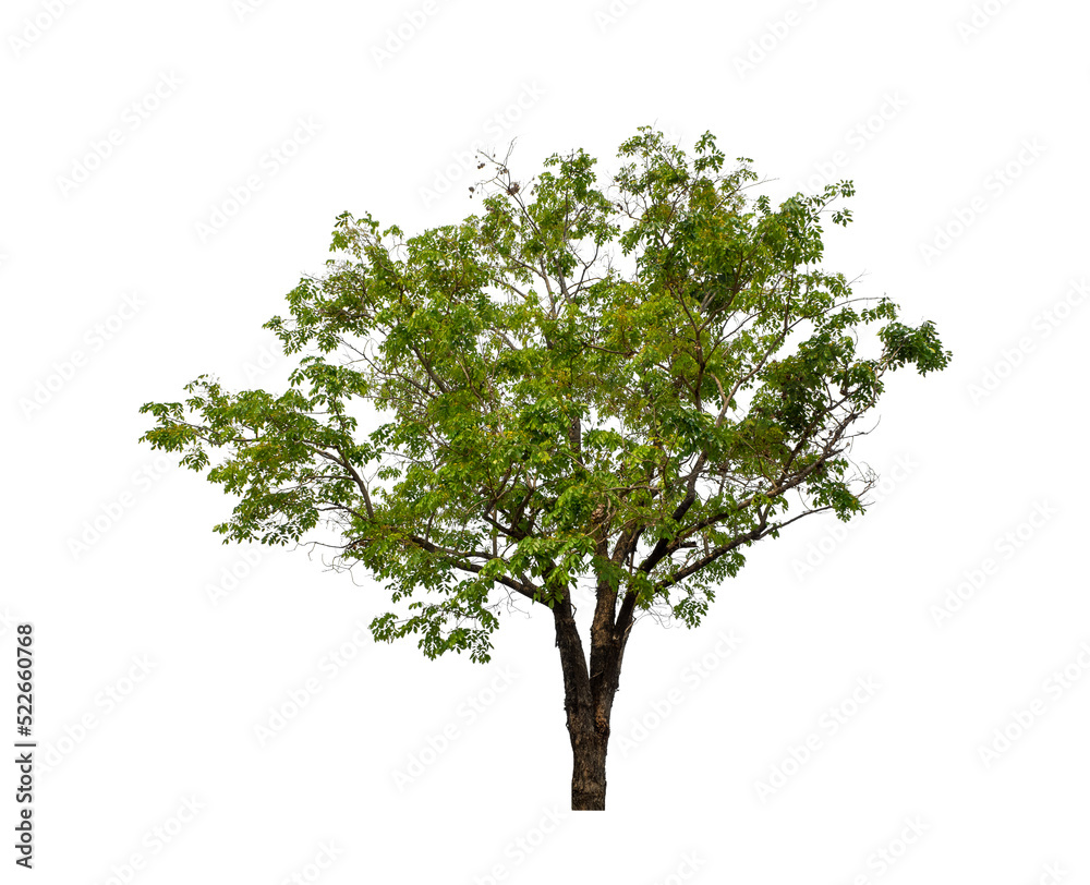 Obraz premium Tree that are isolated on a white background are suitable for both printing and web pages