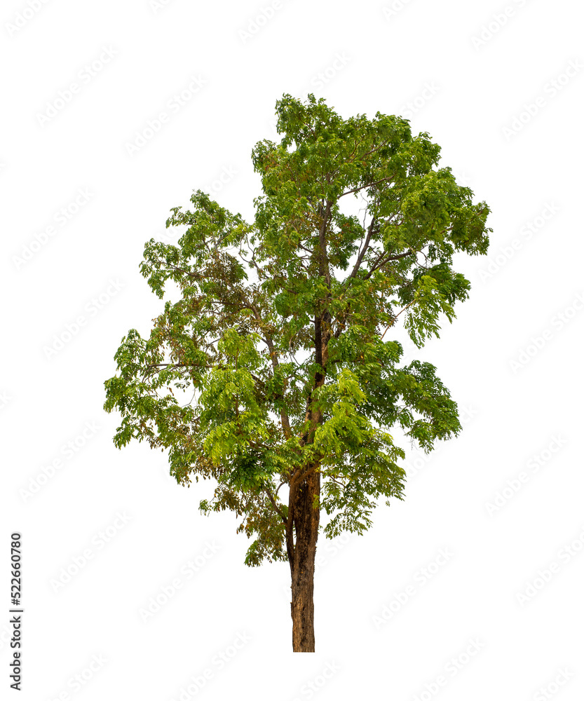 Fototapeta premium Tree that are isolated on a white background are suitable for both printing and web pages