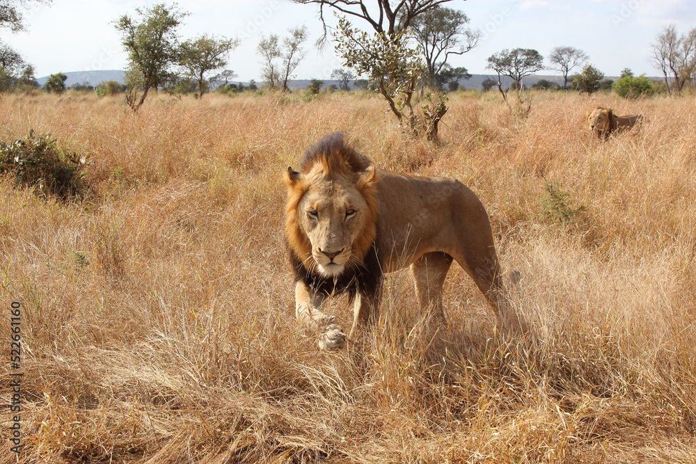 Fototapeta premium Afrikanischer Löwe / African lion / Panthera leo.