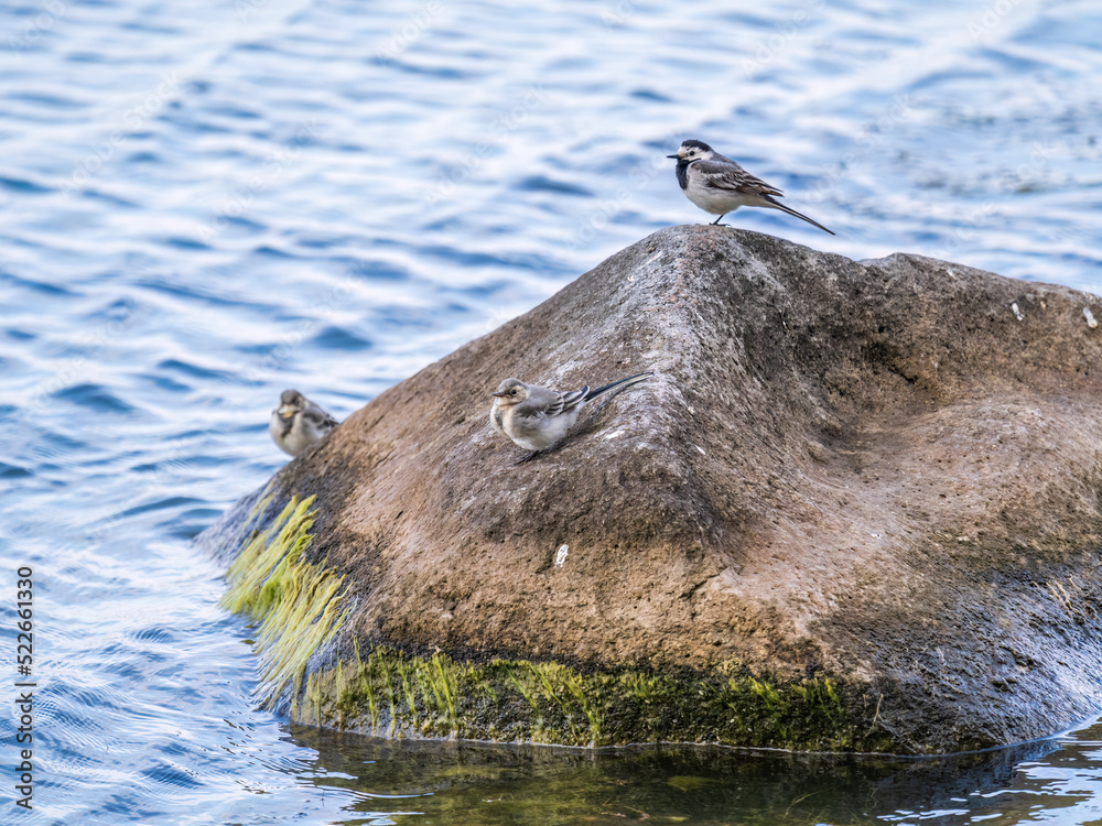 Fototapeta premium Young white wagtail, Motacilla alba, sitting on lake shore. Portrait of a young common songbird with long tail and black and white feather.