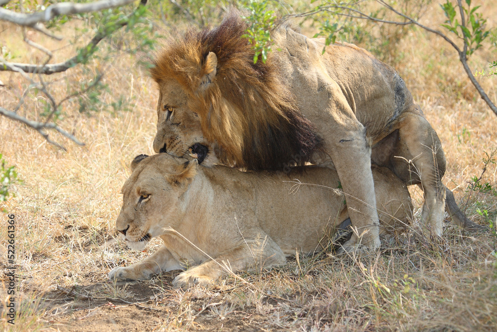 Afrikanischer Löwe / African lion / Panthera leo.. Afrikanischer Löwe / African lion / Panthera leo..