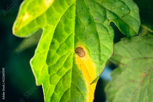 The process of infecting a green leaf of a tomato with a fungal infection by phytophthora close-up. Yellowed dry leaf of a plant due to a disease photo
