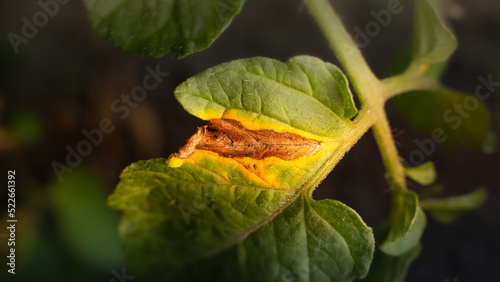 The process of infecting a green leaf of a tomato with a fungal infection by phytophthora close-up. Yellowed dry leaf of a plant due to a disease