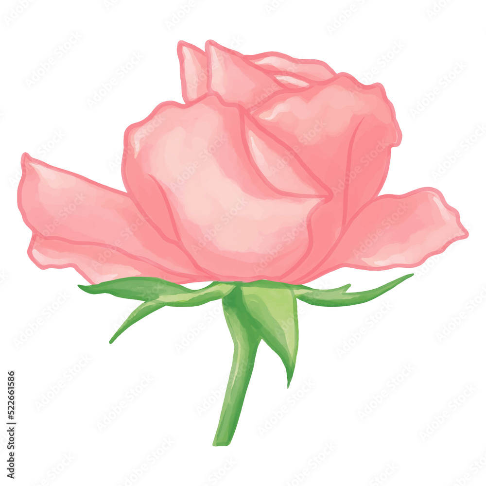 Watercolor Rose flower, Pink flora clipart.