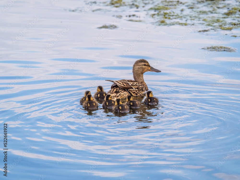 A family of ducks, a duck and its little ducklings are swimming in the water. The duck takes care of its newborn ducklings. Mallard, lat. Anas platyrhynchos A family of ducks, a duck and its little ducklings are swimming in the water. The duck takes care of its newborn ducklings. Mallard, lat. Anas platyrhynchos