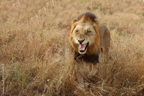 Afrikanischer Löwe / African lion / Panthera leo.....