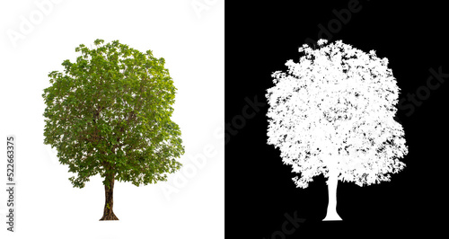 Fototapeta Naklejka Na Ścianę i Meble -  Tree on transparent picture background with clipping path, single tree with clipping path and alpha channel on black background