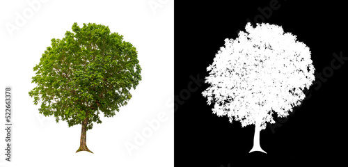 Tree on transparent picture background with clipping path, single tree with clipping path and alpha channel on black background