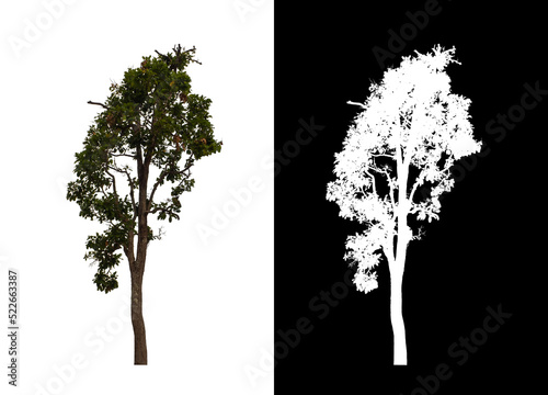 Tree on transparent picture background with clipping path, single tree with clipping path and alpha channel on black background