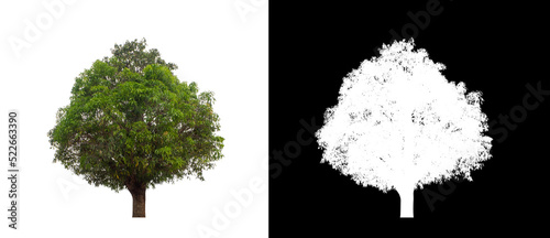 Mango tree on transparent picture background with clipping path, single tree with clipping path and alpha channel on black background