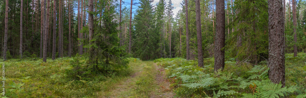 Fototapeta premium Trees in a forest landscape
