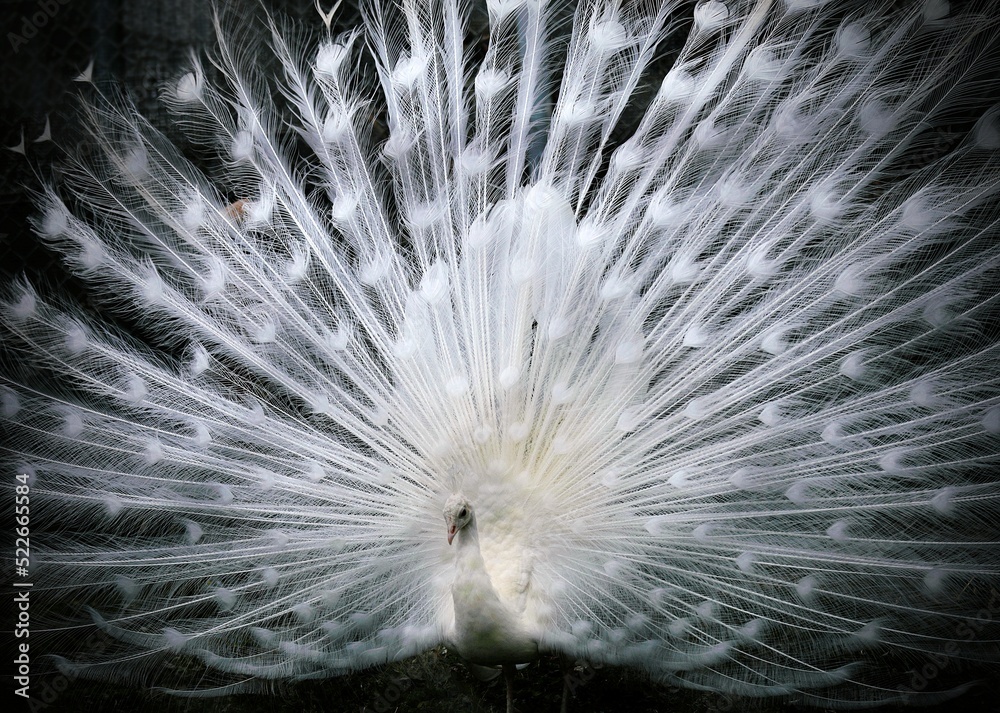 美しい白い羽をいっぱいに開くシロクジャク
