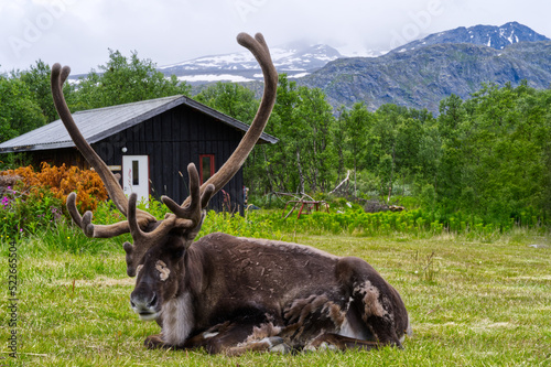 Wild reindeer sitting in front of the house in Jotunheimen National Park in Norway Europe photo