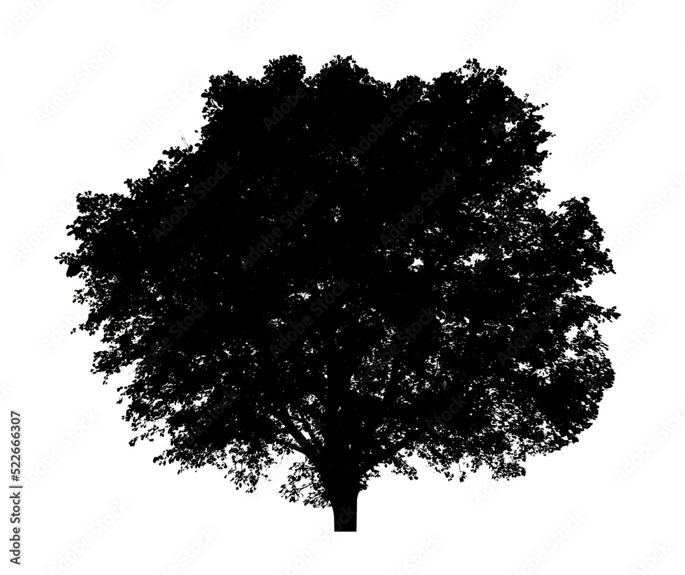 Fototapeta premium Tree silhouette for brush on white background.