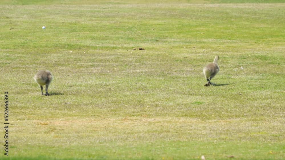 A mother Canada Goose and her goslings on the fairway of a golf course A mother Canada Goose and her goslings on the fairway of a golf course