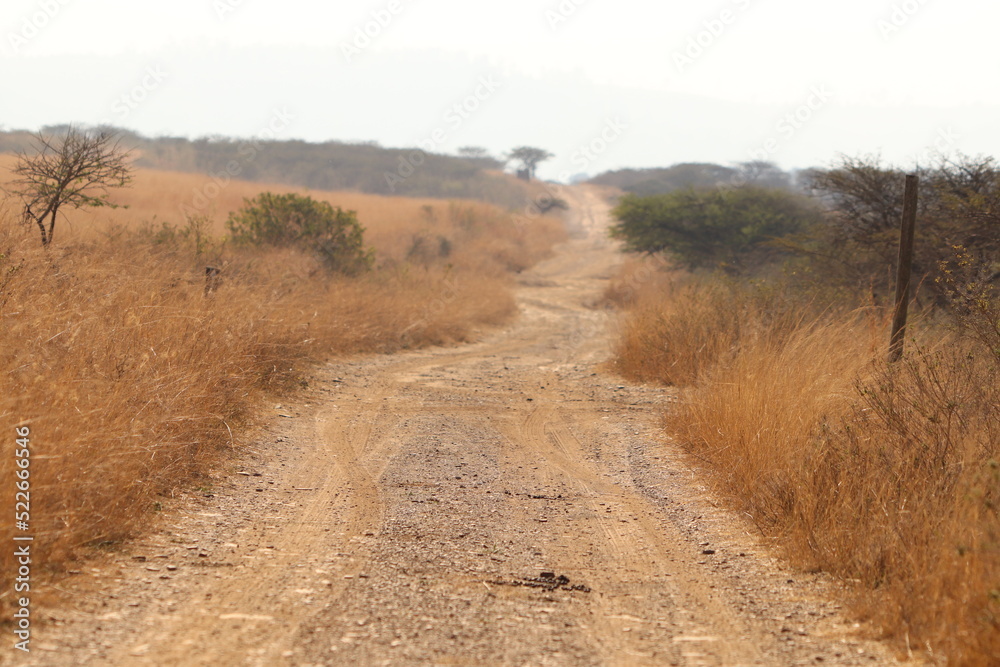 African safari dirt road African safari dirt road
