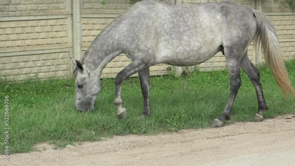 Gray roan horse grazing on pasture in countryside. Animal farm with beautiful thorougbred horse. Green pasture with feeding farm stallion Gray roan horse grazing on pasture in countryside. Animal farm with beautiful thorougbred horse. Green pasture with feeding farm stallion