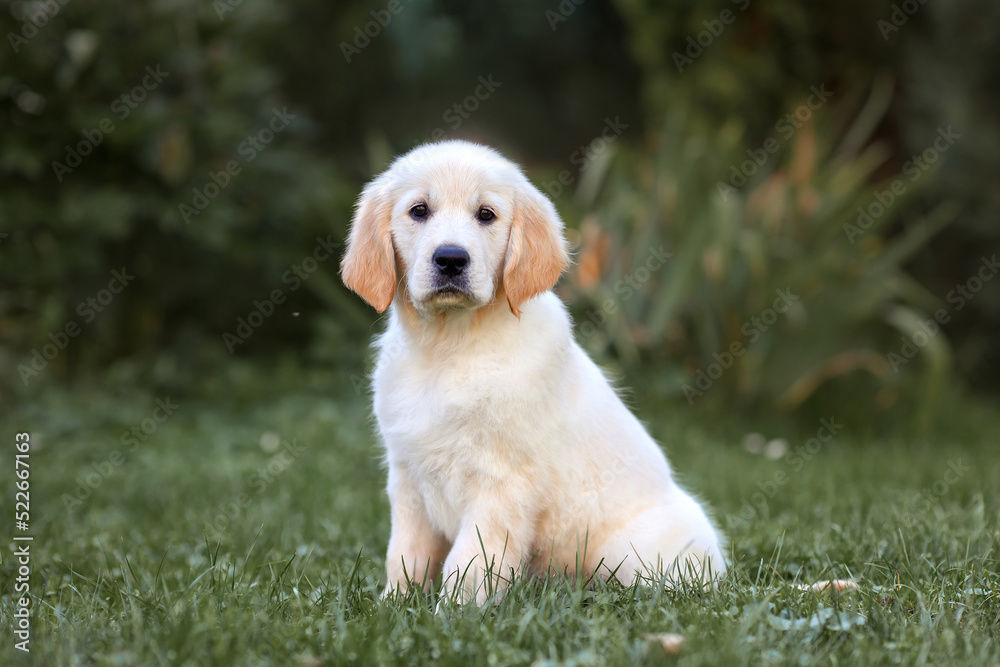 golden retriever puppy in summer. Young Pretty Golden Retriever Puppy Laying in Sun on Grass. 6 Week old Golden Retriever puppy golden retriever puppy in summer. Young Pretty Golden Retriever Puppy Laying in Sun on Grass. 6 Week old Golden Retriever puppy