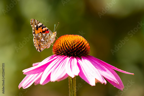 Butterfly sitting on a flower
