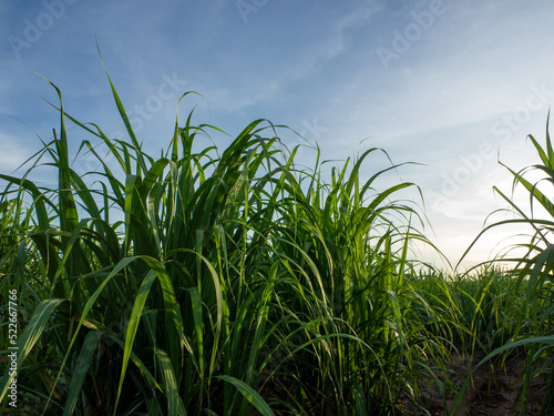 Sugarcane field at sunrise. Aerial view or top view of Sugarcane or agriculture in Thailand.