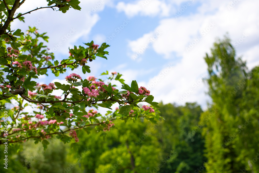 Fototapeta premium Pink ornamental hawthorn flowers, spring sunny natural background, horizontal photography