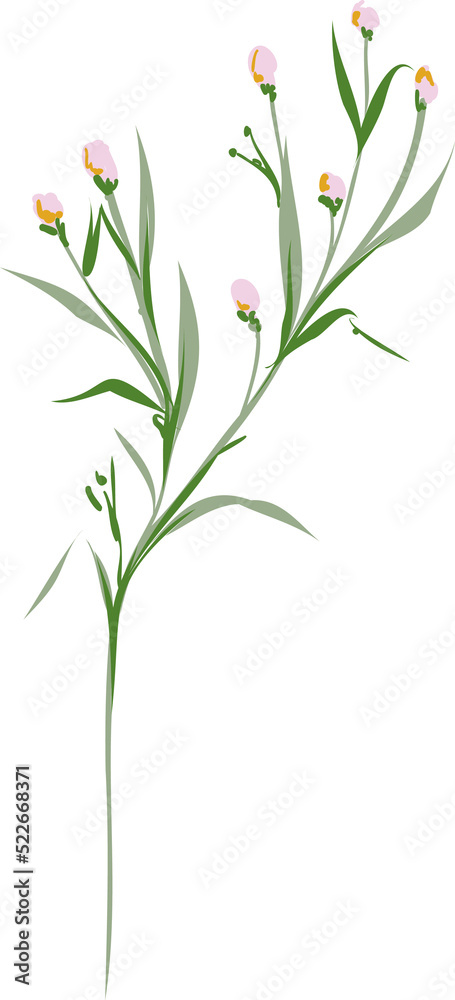 Hand drawn Meadow wild flower and leaves