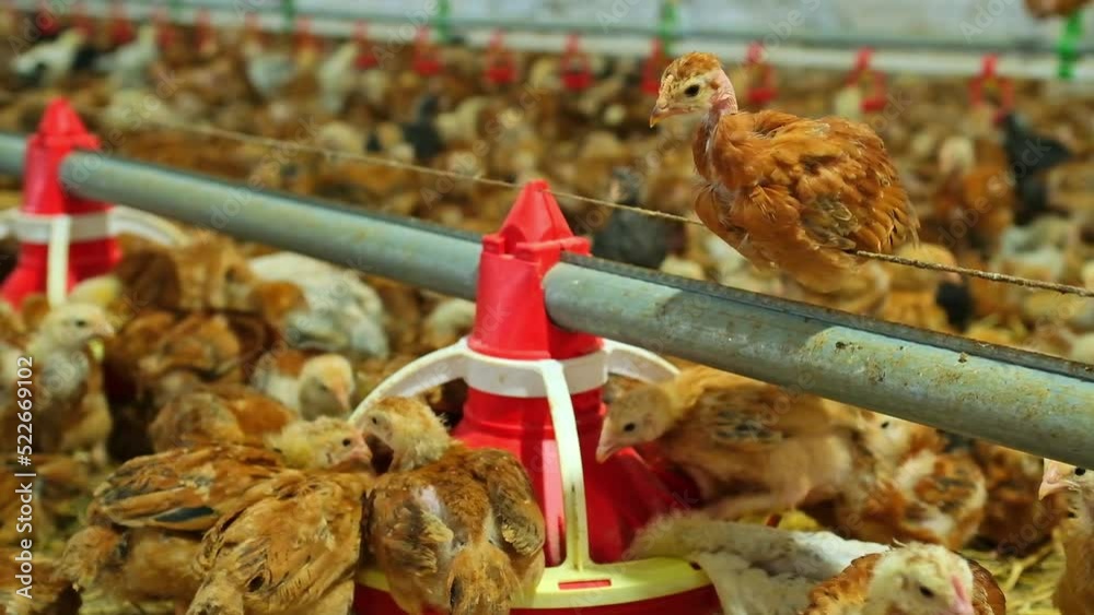 pullet poultry chickens swing on feed line big poultry farm eating grain feeder Stock ビデオ