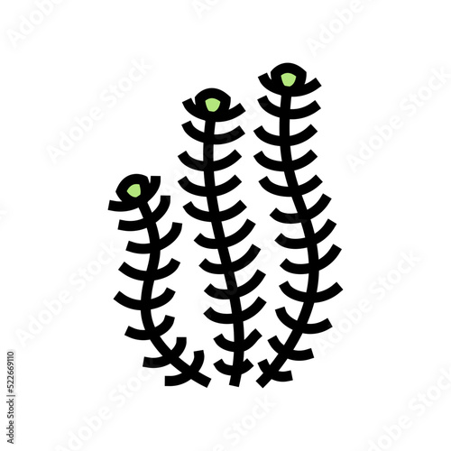hornwort marine seaweed color icon vector. hornwort marine seaweed sign. isolated symbol illustration