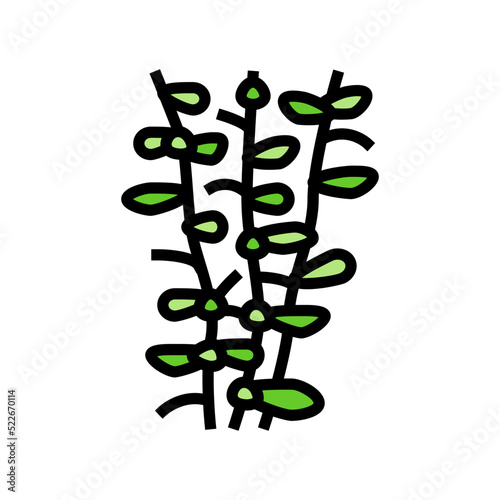moneywort seaweed color icon vector. moneywort seaweed sign. isolated symbol illustration