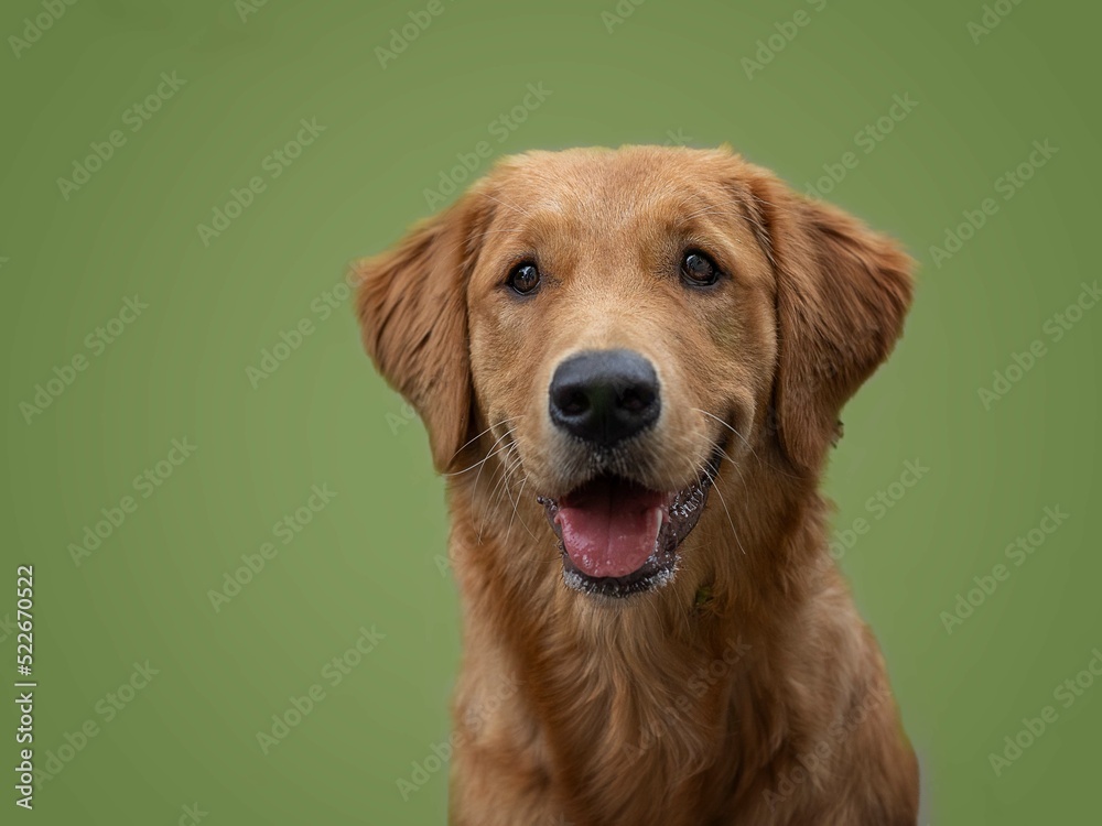 dog portrait retriever