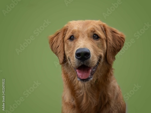 dog portrait retriever