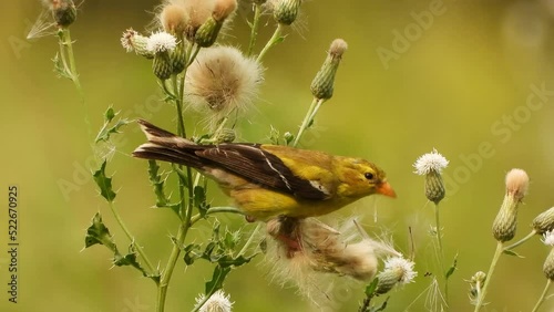 a goldfinch ripping apart a field thistle plant for the seeds and to gather nesting material photo