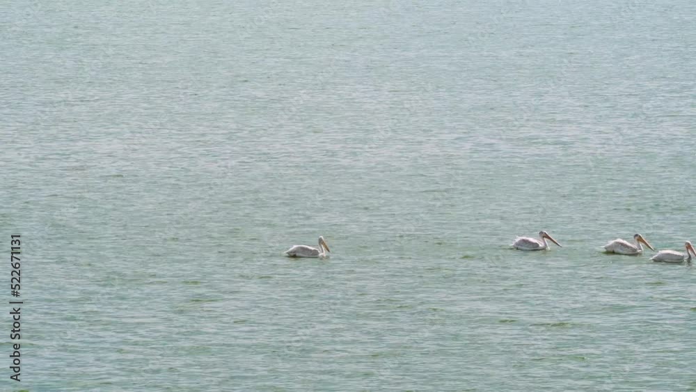 Pelicans swimming in Blackfoot Reservoir in Idaho. Pelicans swimming in Blackfoot Reservoir in Idaho.
