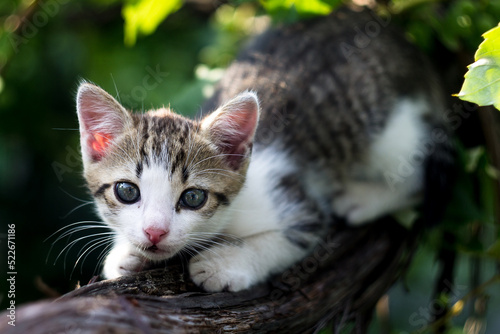 Kitten on a grape branch