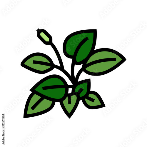 anubia nana color icon vector. anubia nana sign. isolated symbol illustration