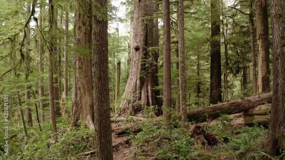 Low flying drone push toward giant western red cedar in an old-growth forest near Port Renfrew, British Columbia. Low flying drone push toward giant western red cedar in an old-growth forest near Port Renfrew, British Columbia.