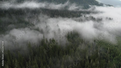 An old-growth forest with low-lying fog revelling a second-growth plantation. photo