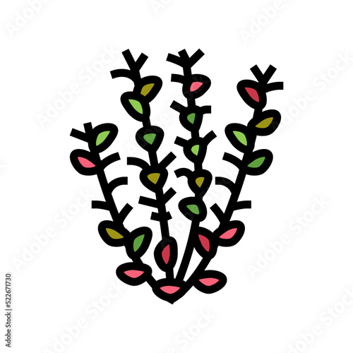 red ludwigia color icon vector. red ludwigia sign. isolated symbol illustration