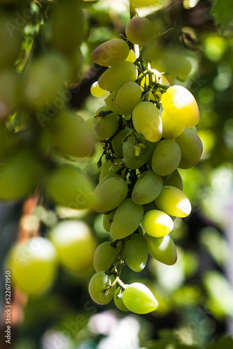 Ripe bunches of grapes