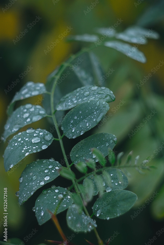 Raindrops on the leaves of trees