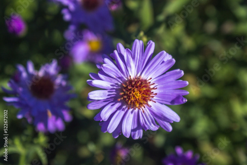Purple asters in nature
