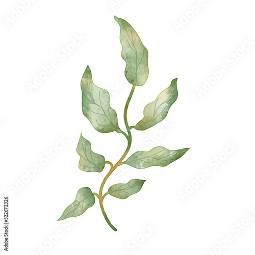 Leaves Watercolor Illustration PNG