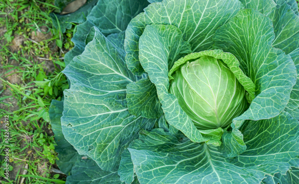 Close up of Green cabbage head in the garden with copy space Close up of Green cabbage head in the garden with copy space